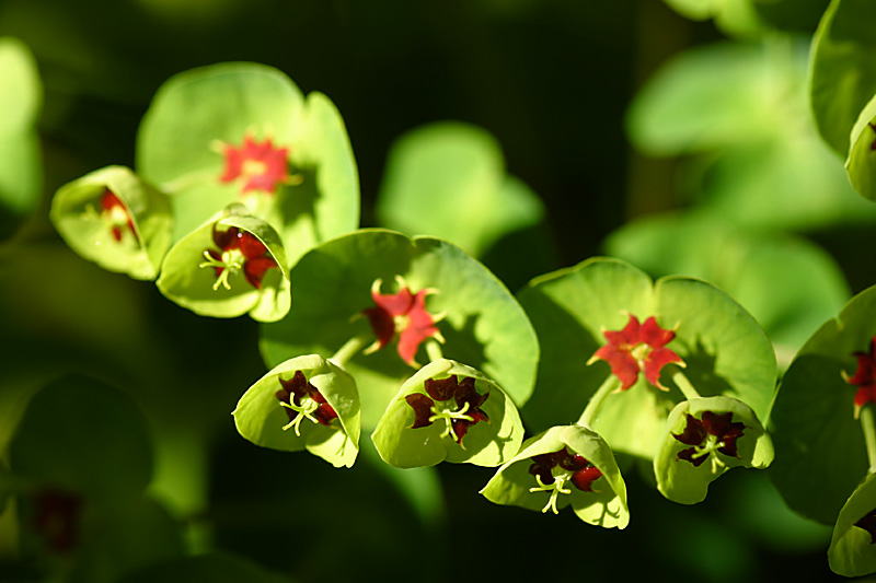 euphorbia