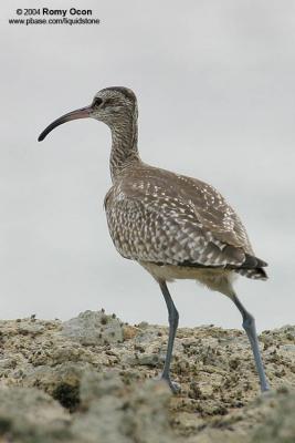 Whimbrel
Scientific name - Numenius phaeopus
Habitat - Along the coast in grassy marshes, mud and on exposed coral flats, beaches and sometimes in ricefields.