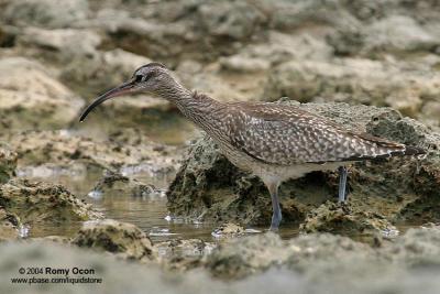 Whimbrel 

Scientific name - Numenius phaeopus 

Habitat - Along the coast in grassy marshes, mud and on exposed coral flats, beaches and sometimes in ricefields.
