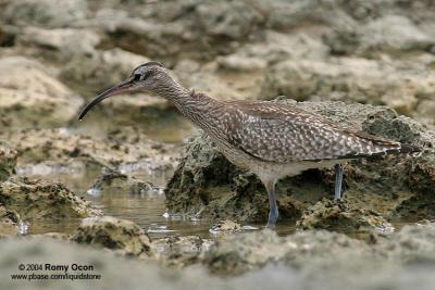 Whimbrel
Scientific name - Numenius phaeopus
Habitat - Along the coast in grassy marshes, mud and on exposed coral flats, beaches and sometimes in ricefields.