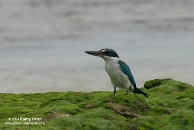 White-collared Kingfisher 

Scientific name: Halcyon chloris 

Habitat: Coastal areas to open country, but seldom in forest. 

