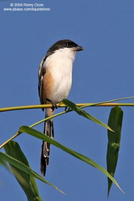 Long-tailed Shrike 

Scientific name - Lanius schach 

Habitat - Common in open country and scrub where it perches conspicuously on bushes and dead trees, at all elevations. 
