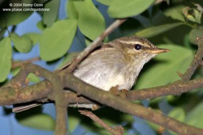 Arctic Warbler 

Scientific name - Phylloscopus borealis 

Habitat - Variety of forest types at all levels and elevations.
