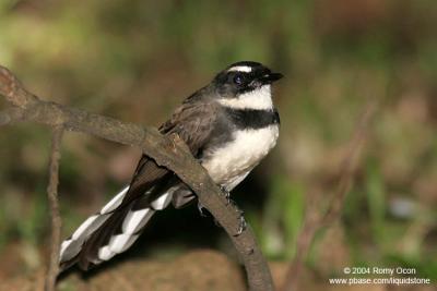 Pied Fantail 

Scientific name: Rhipidura javanica 

Habitat: Common in parks, residential areas, thickets and mangroves. 

