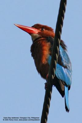 White-throated Kingfisher 

Scientific name - Halcyon smyrnensis 

Habitat - Clearings, along large streams and rivers, and in open country.

[400 5.6L + Tamron 1.4x TC, 560 mm, hand held]