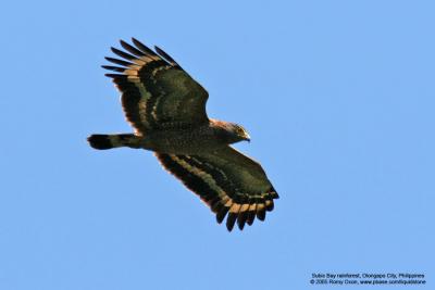 Philippine Serpent-Eagle 
(a Philippine endemic) 

Scientific name - Spilornis holospilus 

Habitat - Forest from lowlands to over 2000 m. 

[400 5.6L + Tamron 1.4x TC, 560 mm, hand held]
