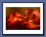 36-Red-Lichens-copy.jpg