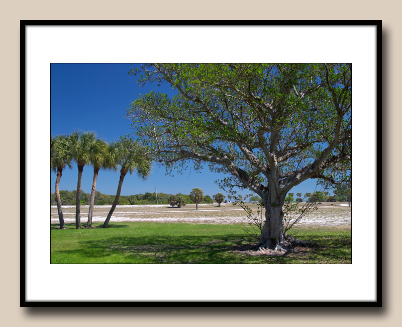 43-Tropical-Trees-copy.jpg