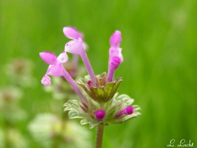 flowers_of_the_forest_2