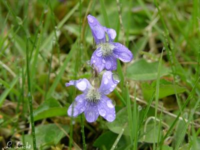 Raindrops 097.jpg