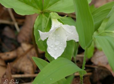 Raindrops 107.jpg