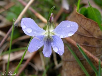 Raindrops 208.jpg