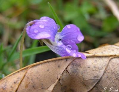 Raindrops 215.jpg