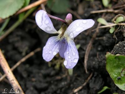 Raindrops 226.jpg