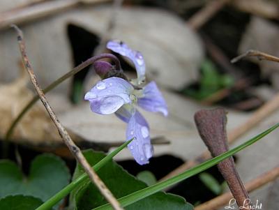 Raindrops 227.jpg