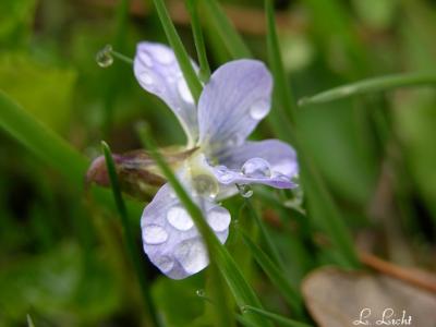 Raindrops 230.jpg