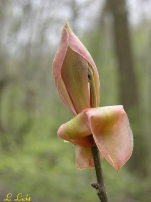 Bud 1.jpg
