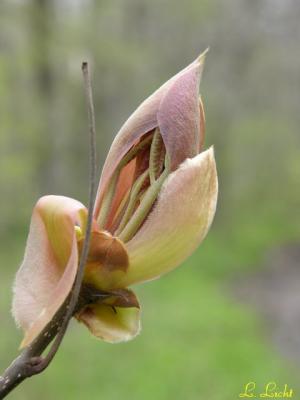 Bud 2.jpg