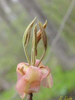 Bud 3.jpg