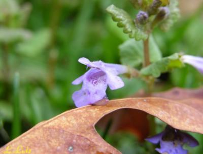 Ground Ivy Mint 018.jpg