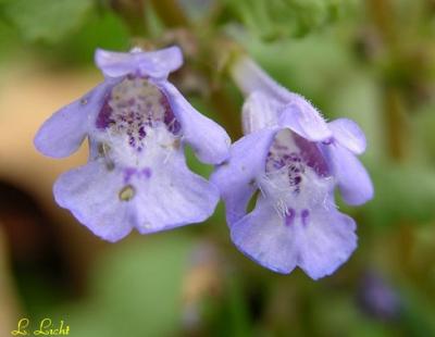 Ground Ivy- Mint  024a.jpg