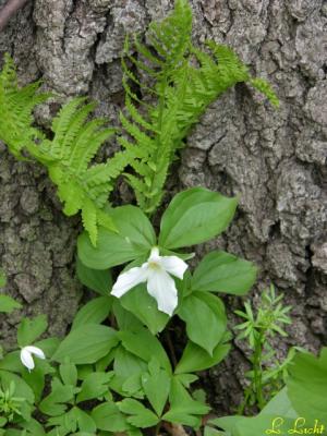 Trillium and fern 055.jpg