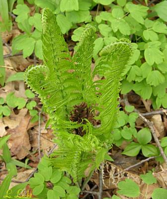 Young fern 061.jpg