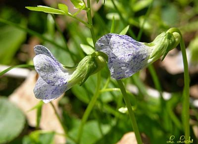 Fleurs and such 026a.jpg