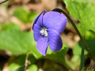 Fleurs and such 039a.jpg