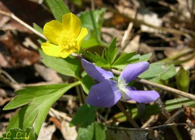 Fleurs and such 089a.jpg