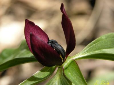 Red Trillium 065.jpg