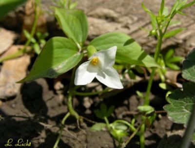 Tiny Trillium 078.jpg