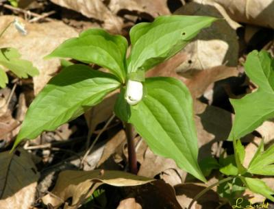 Four Leaf Trillium, 264.jpg