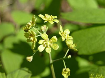 Blue Cohosh 208.jpg