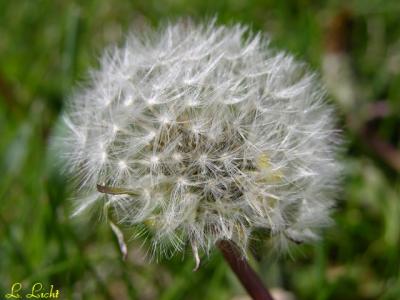 Puff 195.jpg