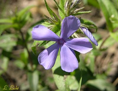 Wild Blue Phlox 326.jpg
