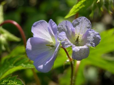 Wild Geraniums  304.jpg