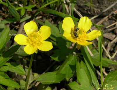 Buttercups and bees 035.jpg