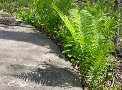 Ferns 064.jpg