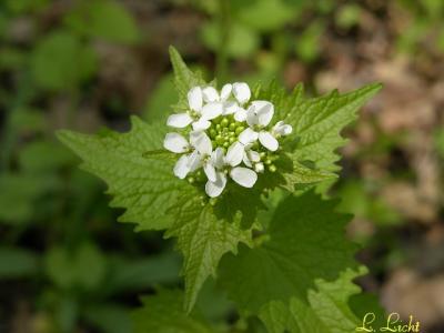 Garlic Mustard 090.jpg