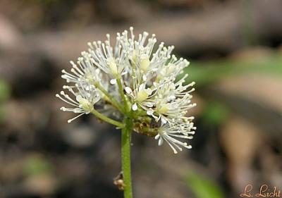 Red Baneberry 111.jpg