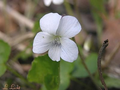 White Violet125.jpg