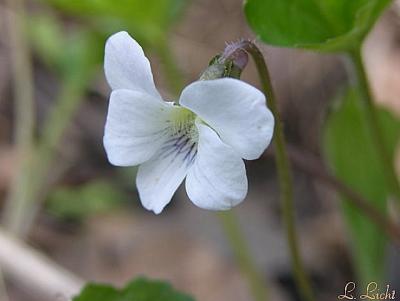 White Violet 126.jpg