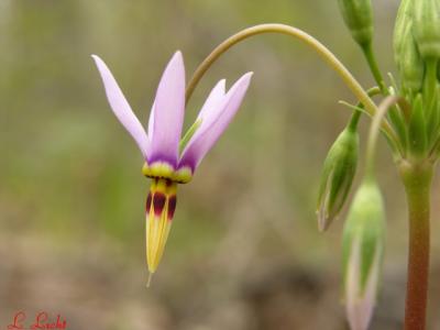 Pink Shooting Star 118.jpg