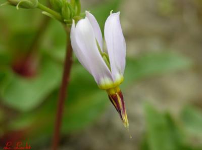 Pink Shooting Star  121.jpg