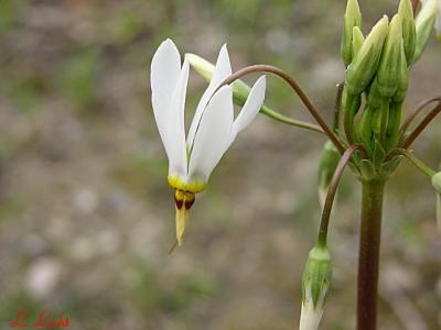 White Shooting Star 110.jpg