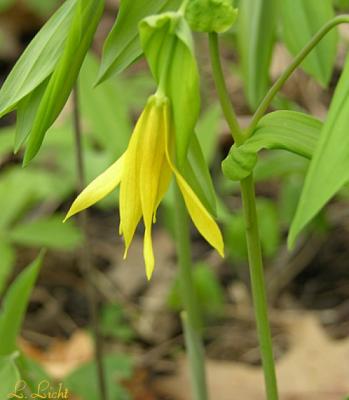 Large flowered bellwort 133.jpg