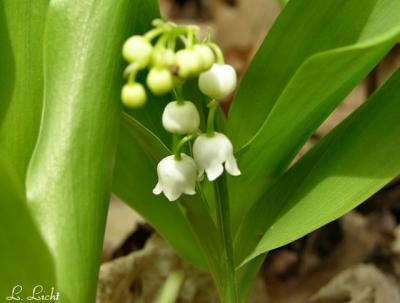 u44/lloydl/medium/28695991.LilyoftheValley098.jpg