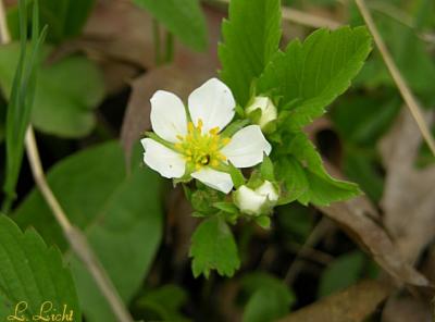 Wild strawberry 150.jpg