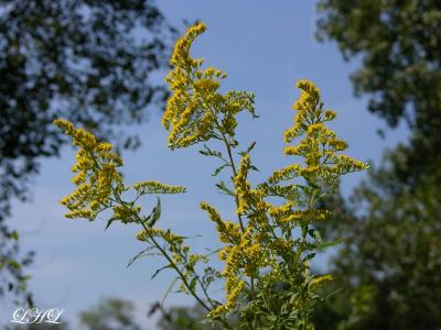 Goldenrod skylined 0607.jpg